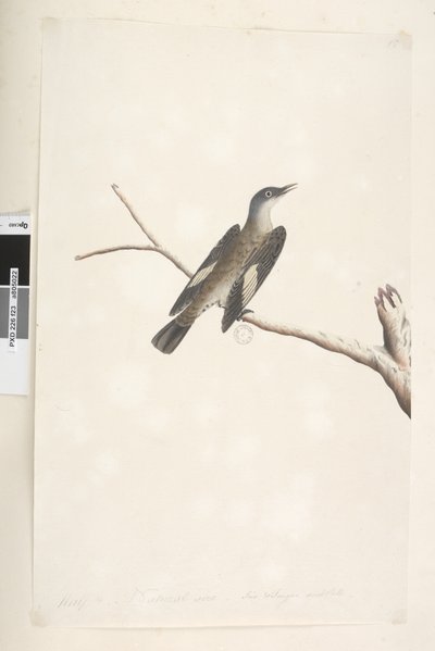 Sayfa 23. Mayıs, doğal boyut, iris ve dil şüpheli Brown Treecreeper Climacteris picumnus, 1791-92 by Unknown artist