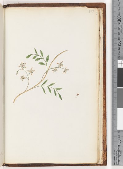 Sayfa 251. Tanımlanamayan bitki by Unknown artist