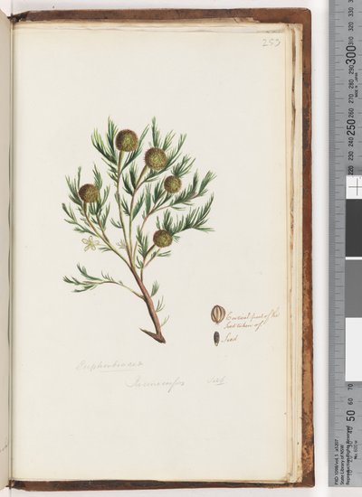 Sayfa 253. Euphorbiaceae / Ricinocarpus  ...? düğün çalı by Unknown artist