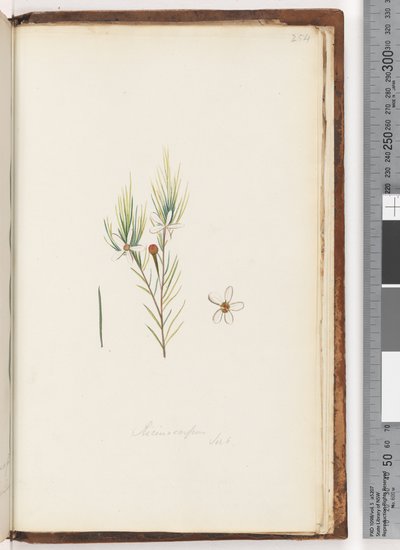 Sayfa 254. Ricinocarpus / ?? by Unknown artist