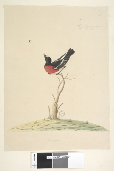 Sayfa 25. Car,ral,gar,yei,sar, doğal boy Scarlet Robin, erkek Petroica çok renkli, N.S.W., 1791-92 by Unknown artist