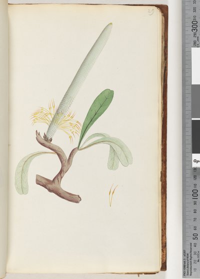 Sayfa 29. Sahil Banksia by Unknown artist