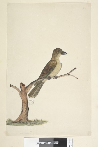 Sayfa 30. ...? Norfolk Adası Kara Kuşu? Aplonis fuscus, kadın, 1791-92 by Unknown artist