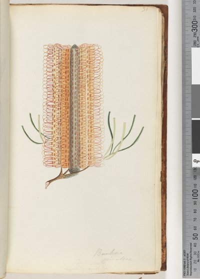 Sayfa 31. Banksia spinulosa / Firkete Banksia by Unknown artist