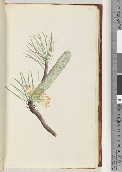 Sayfa 33. Bitki, Banksia spinulosa by Unknown artist