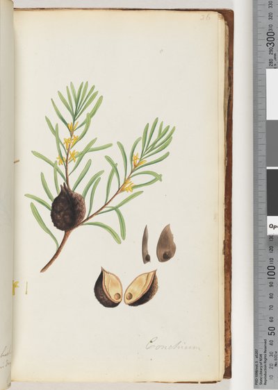 Sayfa 36. Konchium by Unknown artist