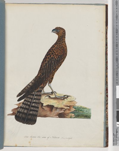 Sayfa 36. Kırmızı Çakır. Işınlanmış Şahin by Unknown artist