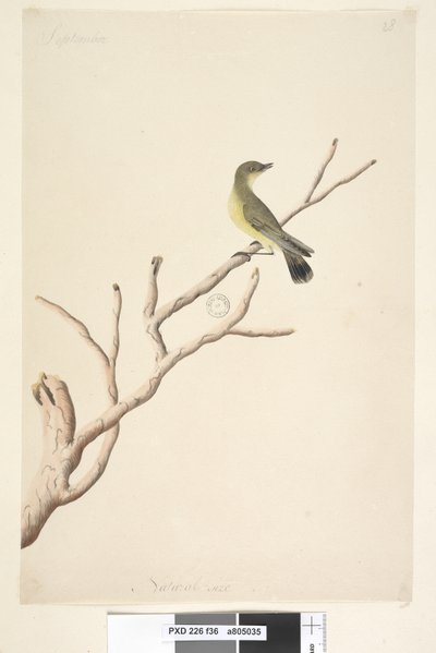 Sayfa 36. Eylül. Doğal boy Sarı Diken Gagalı Acanthiza nana, 1791-92 by Unknown artist