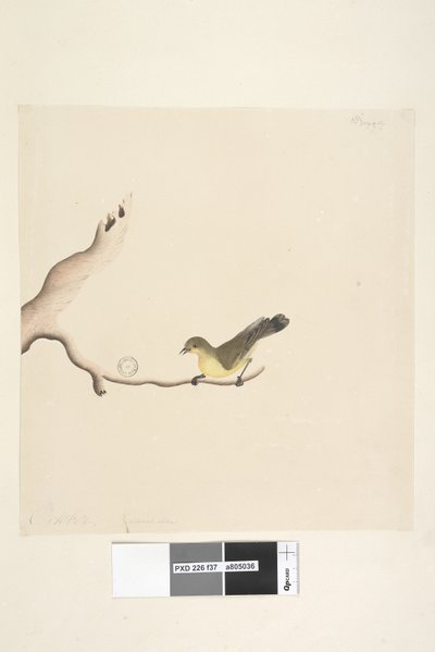 Sayfa 37. Ekim. Doğal boy Sarı Diken Gagalı Acanthiza nana, 1791-92 by Unknown artist