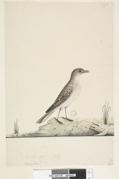Sayfa 38. Alundu? yukarıdaki başlık farklı elde Doğal boyut,  Temmuz Pipit Anthus australis, 1791-92 by Unknown artist