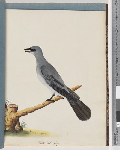 Sayfa 38. Tanımlanamayan kuş, Muhtemelen büyük bir sivrisinek by Unknown artist