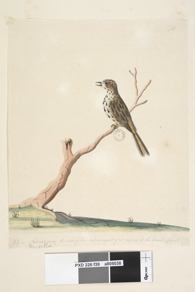 Sayfa 39. Saçak. farklı el Temmuz, doğal boyutta alt kenar boyunca. Bu kuşun notaları, İngiliz Linnet Benekli Ötleğen Chthonicola sagittata, 1791-92