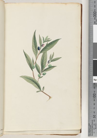 Sayfa 3. Tanımlanamayan bitki by Unknown artist