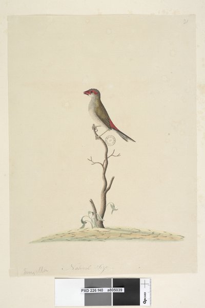 Sayfa 40. Müşteri Hizmetleri. Doğal boyut Kırmızı, Kaşlı Finch Neochmia brevis Aegintha brevis, 1791-92 by Unknown artist