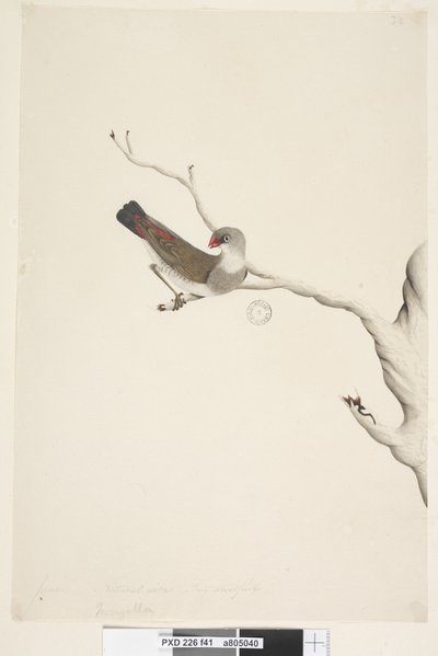 Sayfa 41. Saçak. farklı el Haziran ayında yukarıdaki başlık. Doğal boyut. İris şüpheli Diamond Firetail Stagonopleura guttata, olgunlaşmamış, 1791-92 by Unknown artist