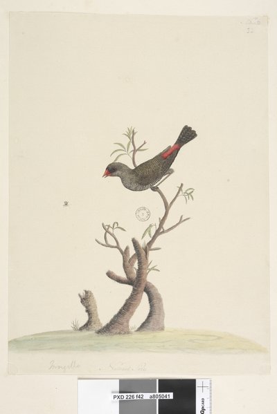 Sayfa 42. Saçak. alt ortada farklı elde Doğal boyutta Diamond Firetail Stagonopleura guttata, 1791-92 by Unknown artist