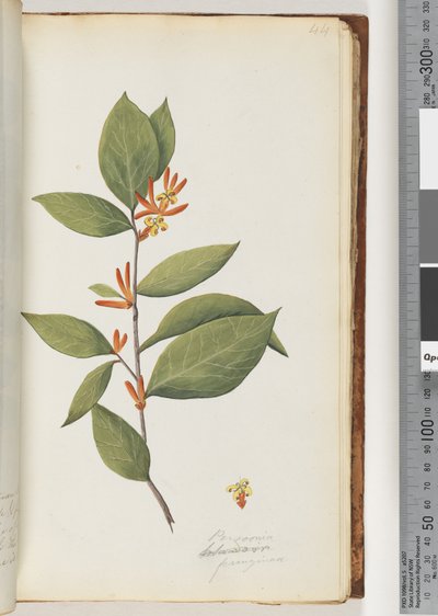 Sayfa 44 Personia / Schraderia ferruginea by Unknown artist