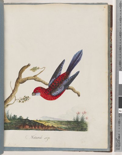 Sayfa 45. Kızıl Rosella. Penntian papağanı by Unknown artist