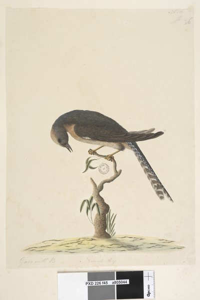 Sayfa 45. Doğal boyut. sağ üstte farklı eldeki A sol altta B ile uyumludur i.e. f.44 Fan, Tailed Cuckoo Cacomantis pyrrhophanus, 1791-92 by Unknown artist