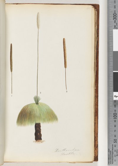 Sayfa 46. Xanthorrhoea Hastile Çim ağacı by Unknown artist