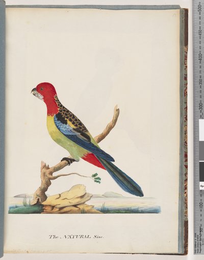 Sayfa 47. Doğu Rosella. aynı papağan değil by Unknown artist