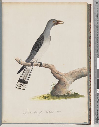 Sayfa 49. Tanımlanamayan kuş. tırpan by Unknown artist