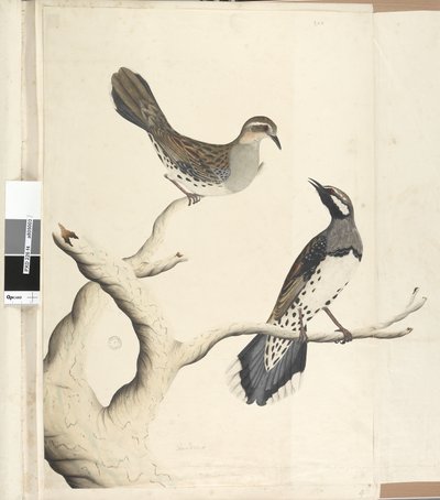 Sayfa 4. Turdus. farklı bir el ile çizilmiş Doğal boyutta, Koloni