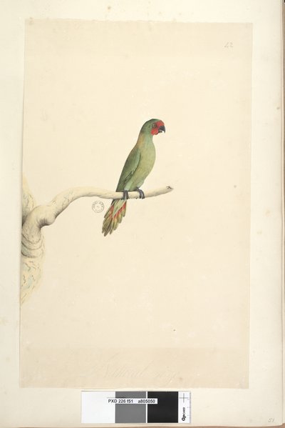 Sayfa 51. Doğal boyut Küçük Lorikeet Glossopsitta pusilla, 1791-92 by Unknown artist
