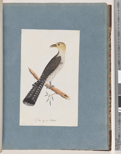 Sayfa 52. Solgun Guguk Kuşu by Unknown artist