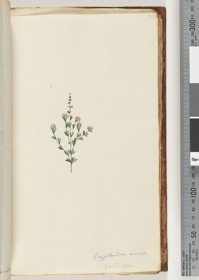 Sayfa 54. Cryptandra amara. 5 ve 1 cin. Küçük yaprak Cryptandra (suluboya) by Unknown artist