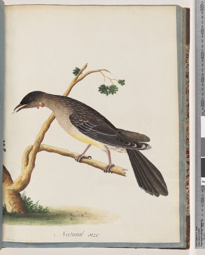 Sayfa 55. Kırmızı Wattlebird. Merops carunculatus by Unknown artist