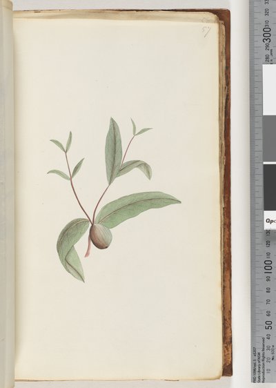 Sayfa 57. Tanımlanamayan bitki by Unknown artist