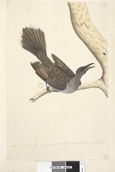 Sayfa 58. Ekim Doğal boyut, boyun, baş göğüs ve sırt tüylerinin tümü sivridir Brush Wattle, Bird Anthochaera chrysoptera, 1791-92 by Unknown artist