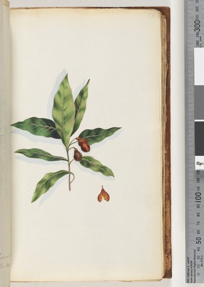 Sayfa 58. Tanımlanamayan bitki by Unknown artist