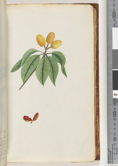 Sayfa 59. Pilospermum haritası by Unknown artist