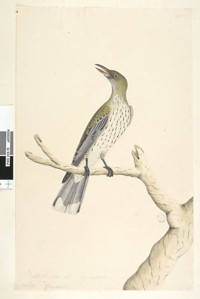 Sayfa 5. Oriolus mimetis. yukarıdaki başlık farklı el Doğal boyutta. Temmuz, iris şüpheli Zeytin, Destekli Oriole Oriolus sagittatus, 1791-92 by Unknown artist