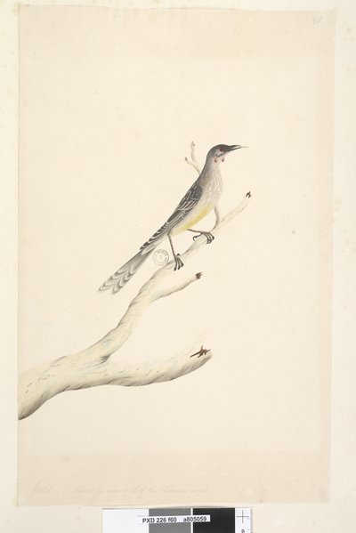 Sayfa 60. Haziran. Ölçekle doğal boyutun yarısına düşürüldü Red Wattle, Bird Anthochaera carunculata, 1791-92 by Unknown artist