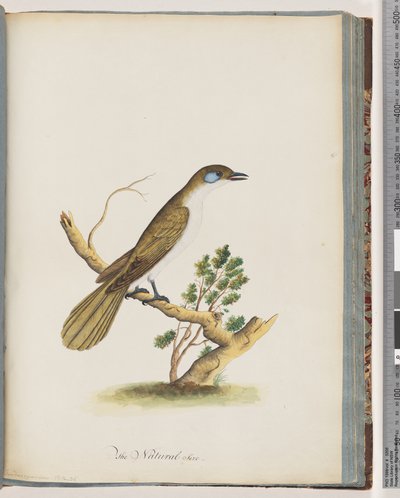 Sayfa 61. Mavi Suratlı Bal Yiyen. Turdus cyanoris. mavi yanaklı ardıç by Unknown artist