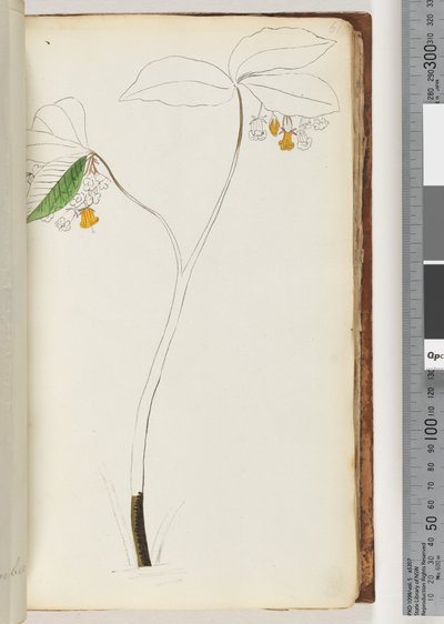 Sayfa 61. Yazı yok, tamamlanmamış çizim by Unknown artist