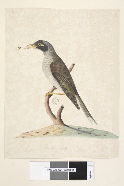 Sayfa 62. Haziran. Doğal boyut Gürültülü Madenci Myzantha melanocephala, 1791-92 by Unknown artist