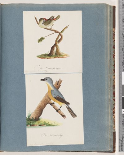 Sayfa 62. Kızıl kaşlı Finch. Loxia astrid. 63. Tanımlanamayan kuş. Muscicapa flavigastra by Unknown artist