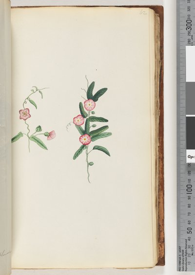 Sayfa 62. Tanımlanamayan bitki by Unknown artist