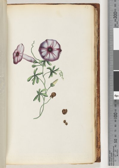 Sayfa 63. Konvolvulus by Unknown artist