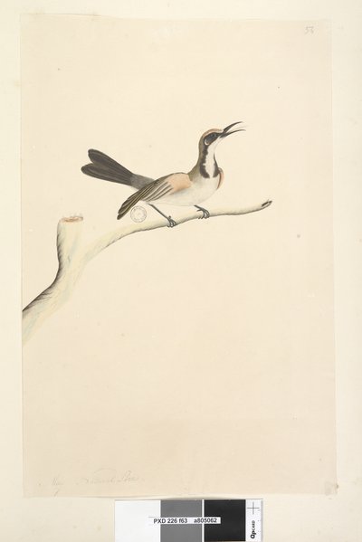 Sayfa 63. Mayıs. Doğal boy Tawny Taçlı Honeyeater Phylidoniris melanops, 1791-92 by Unknown artist