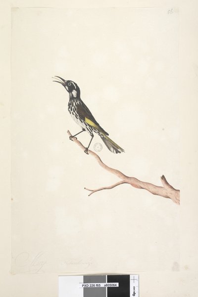 Sayfa 65. Mayıs, doğal boy Sarı Kanatlı Honeyeater New Holland, 1791-92 by Unknown artist