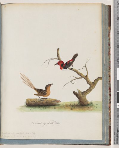Sayfa 66. 1. Scarlet Honeyeater. Certhia/Balyiyen/oryantale. 2. Tanımlanamayan kuş. Muscicapa malahura by Unknown artist
