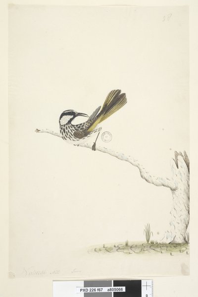 Sayfa 67. Doğal boyut,  Haziran Beyazı, Yanaklı Bal Yiyen Phylidoniris nigra, 1791-92 by Unknown artist