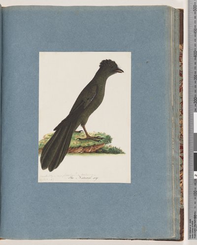Sayfa 67. Tanımlanamayan kuş. Muhtemelen yeni bir Lanius veya Muscicapa by Unknown artist