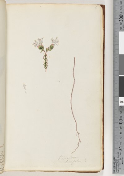 Sayfa 6. Pimeloea linfolia by Unknown artist