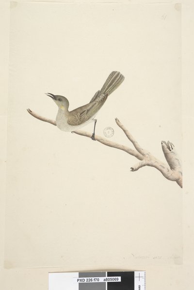 Sayfa 70. Doğal boyut. Ağustos Fuscous Honeyeater Lichenostomus fuscus, 1791-92 by Unknown artist